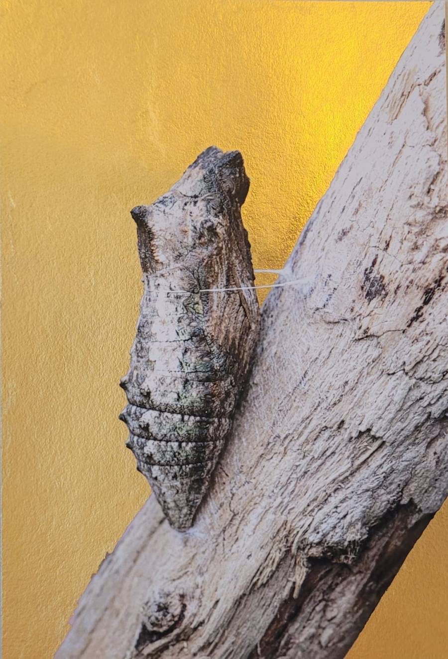 Chrysalide du Machaon